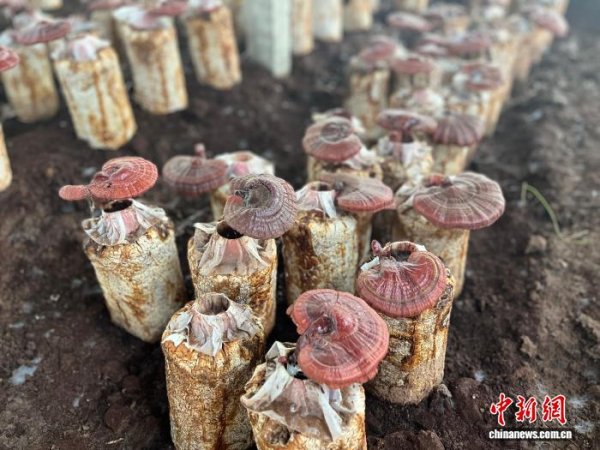 证星策略 （乡村行·看振兴）山西长子：“小灵芝”撑起乡村“致富伞”